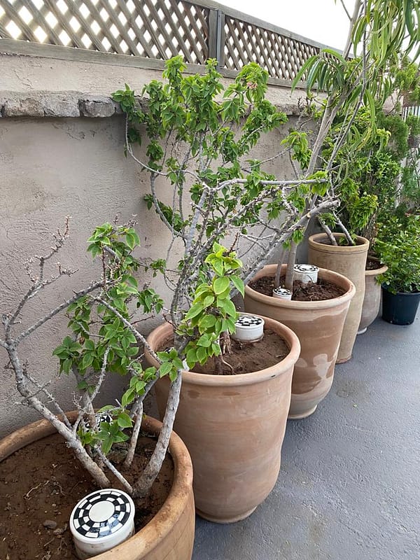 Olla en terre cuite - Emaillé rose - arrosage plante verte – BOTANISSA